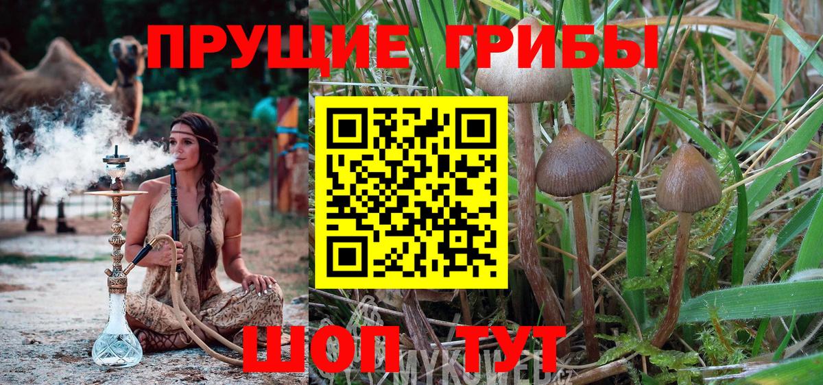 Псилоцибиновые грибы MAGIC MUSHROOMS  где купить наркотик  Отрадное 